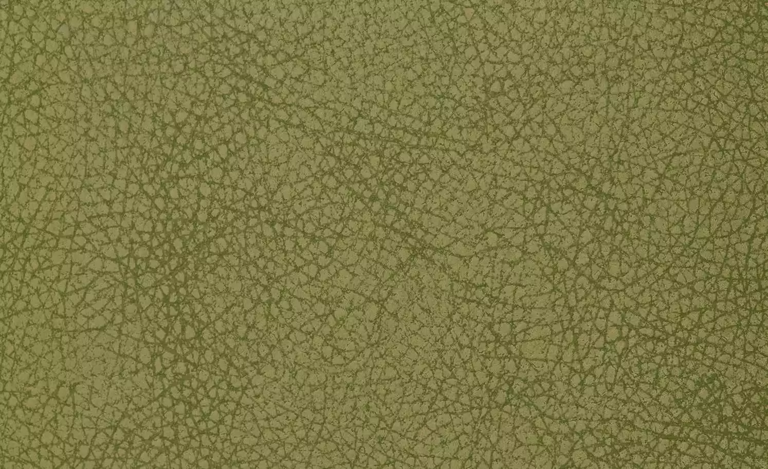 Polsterstuhl 2er Set Buche kiwi Marlon 5 Polsterstuhl 2er Set Buche kiwi Marlon – Bild 3