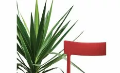 Connubia Stuhl stapelbar Argo | Rot -Stühle Verkäufe 2023 15304867 3 202111121257